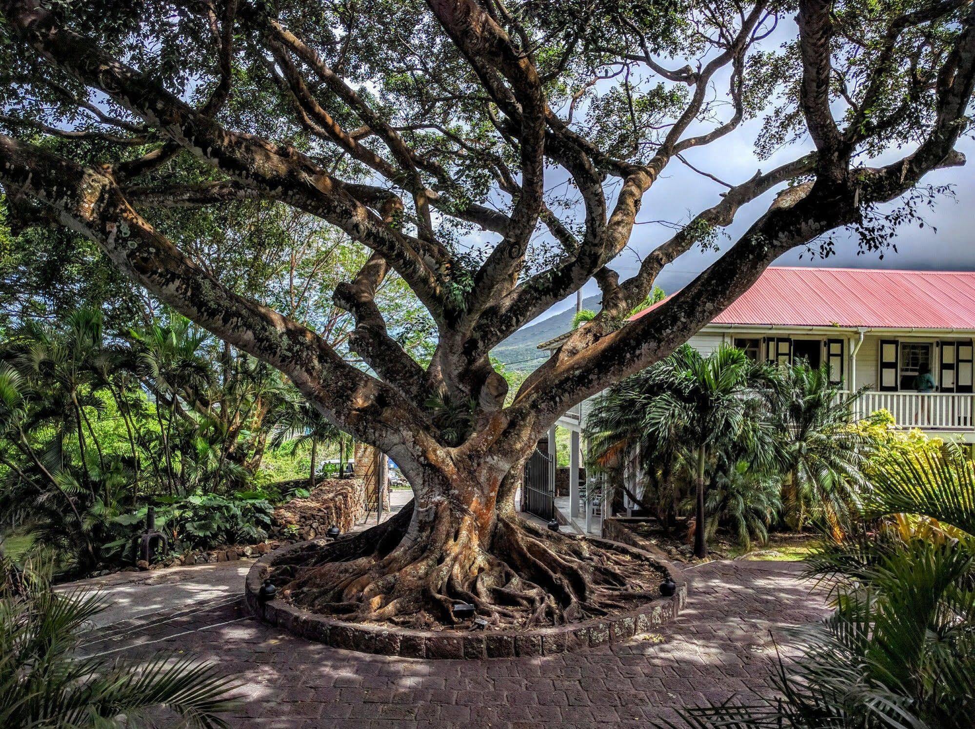 Montpelier Plantation & Beach Чарльзтаун Екстер'єр фото